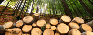 Stueckholz im Wald gestapelt. Die Stueckholzheizungen der Firma Haesler AG, machen Ihr Zuhause wohlig warm.